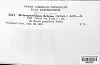 Melampsoridium betulinum image